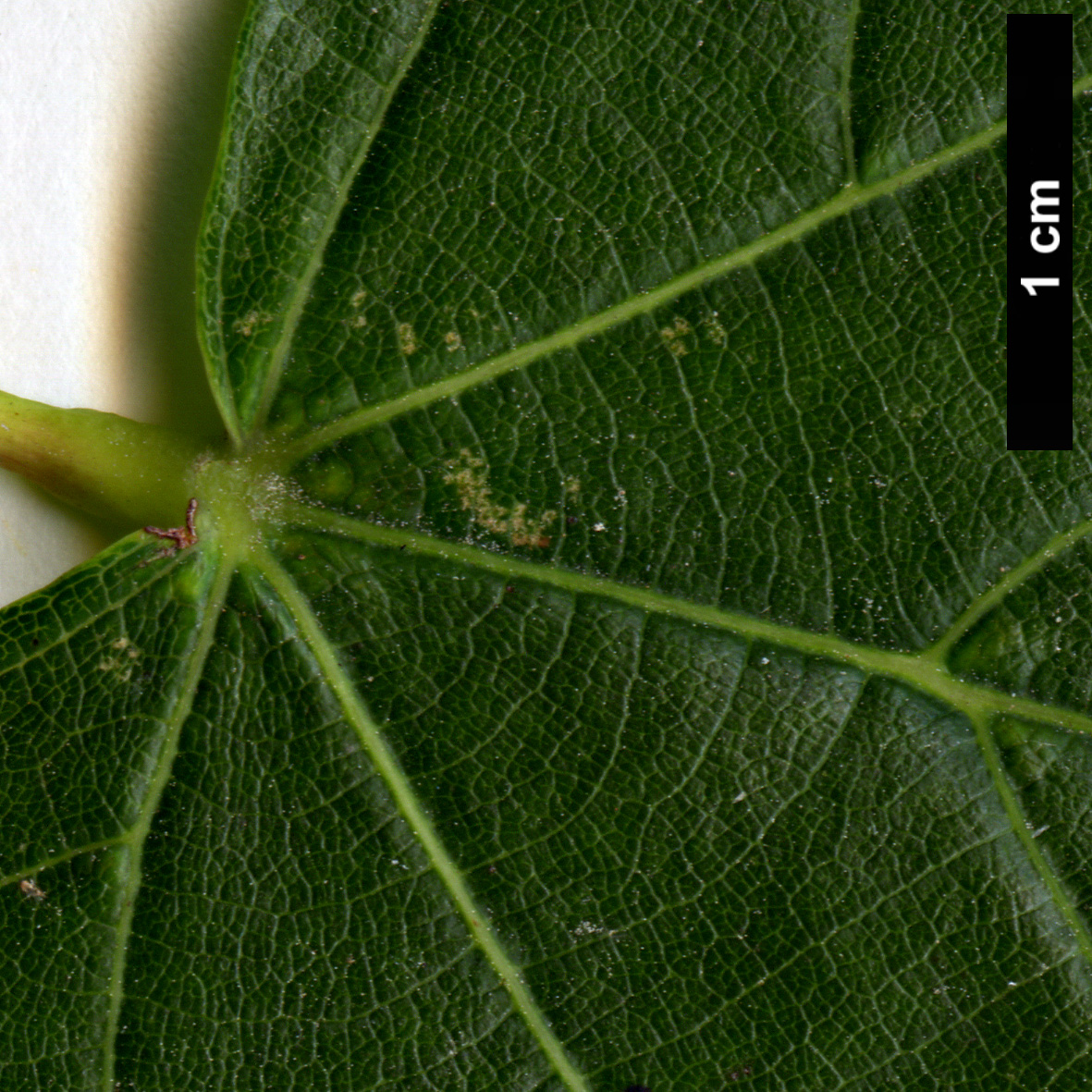 High resolution image: Family: Malvaceae - Genus: Tilia - Taxon: dasystyla - SpeciesSub: subsp. caucasica